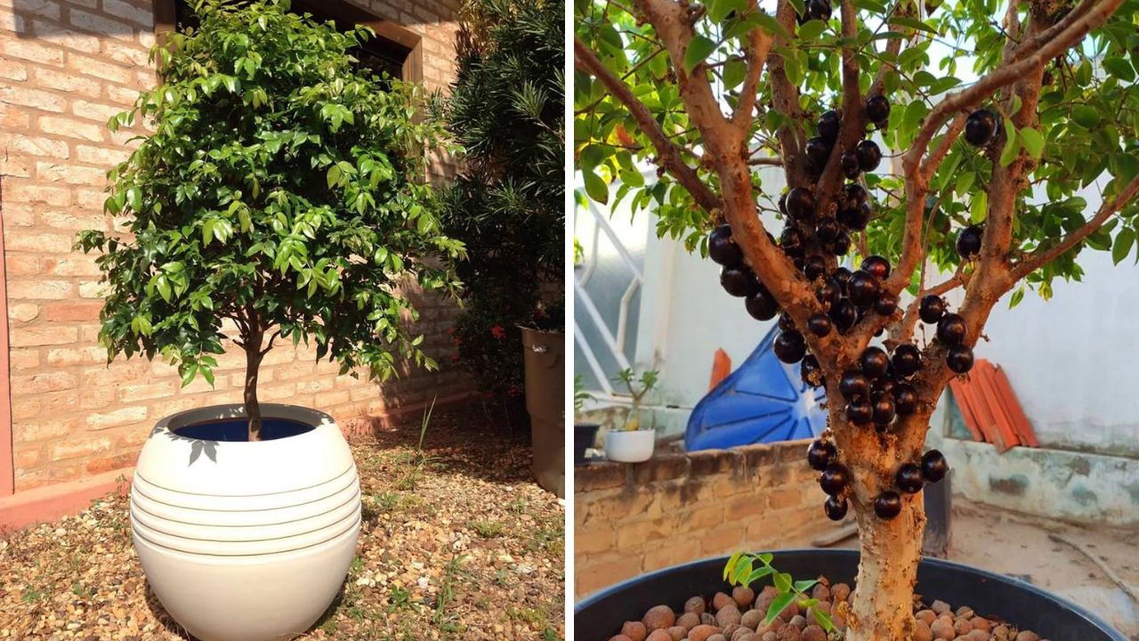 jabuticabeira em vaso