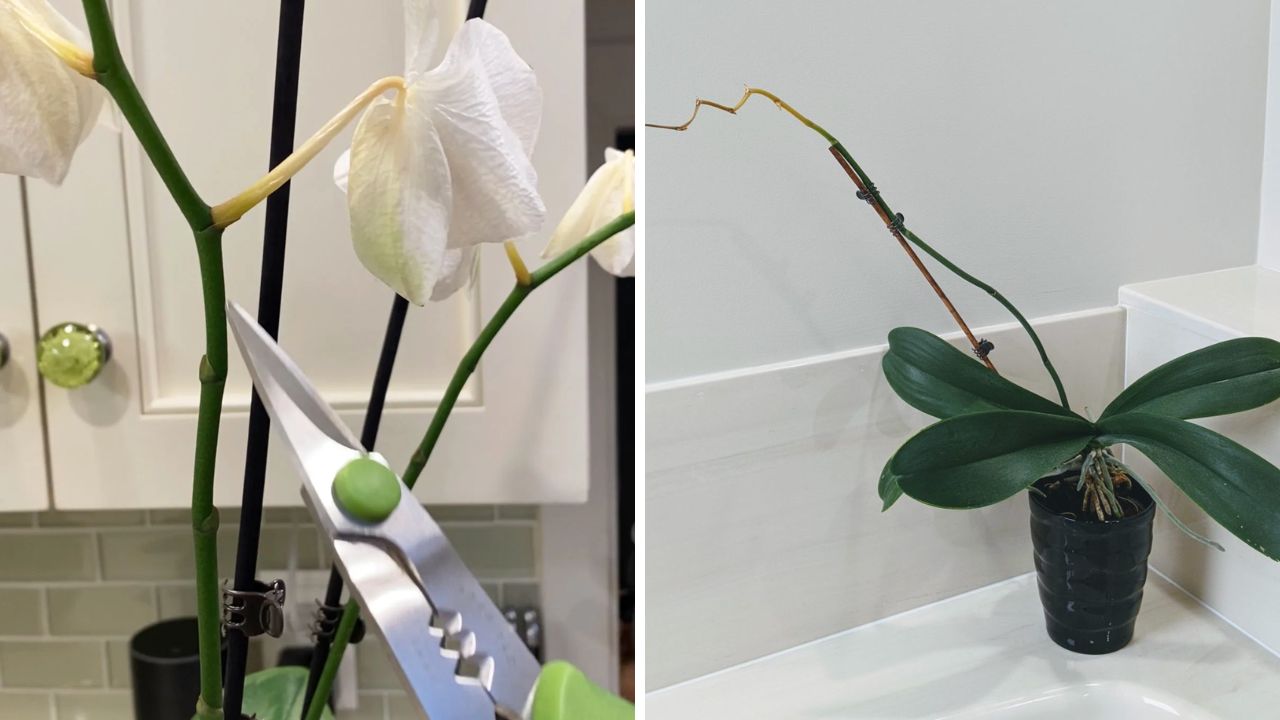 o que fazer com orquídea pós floração