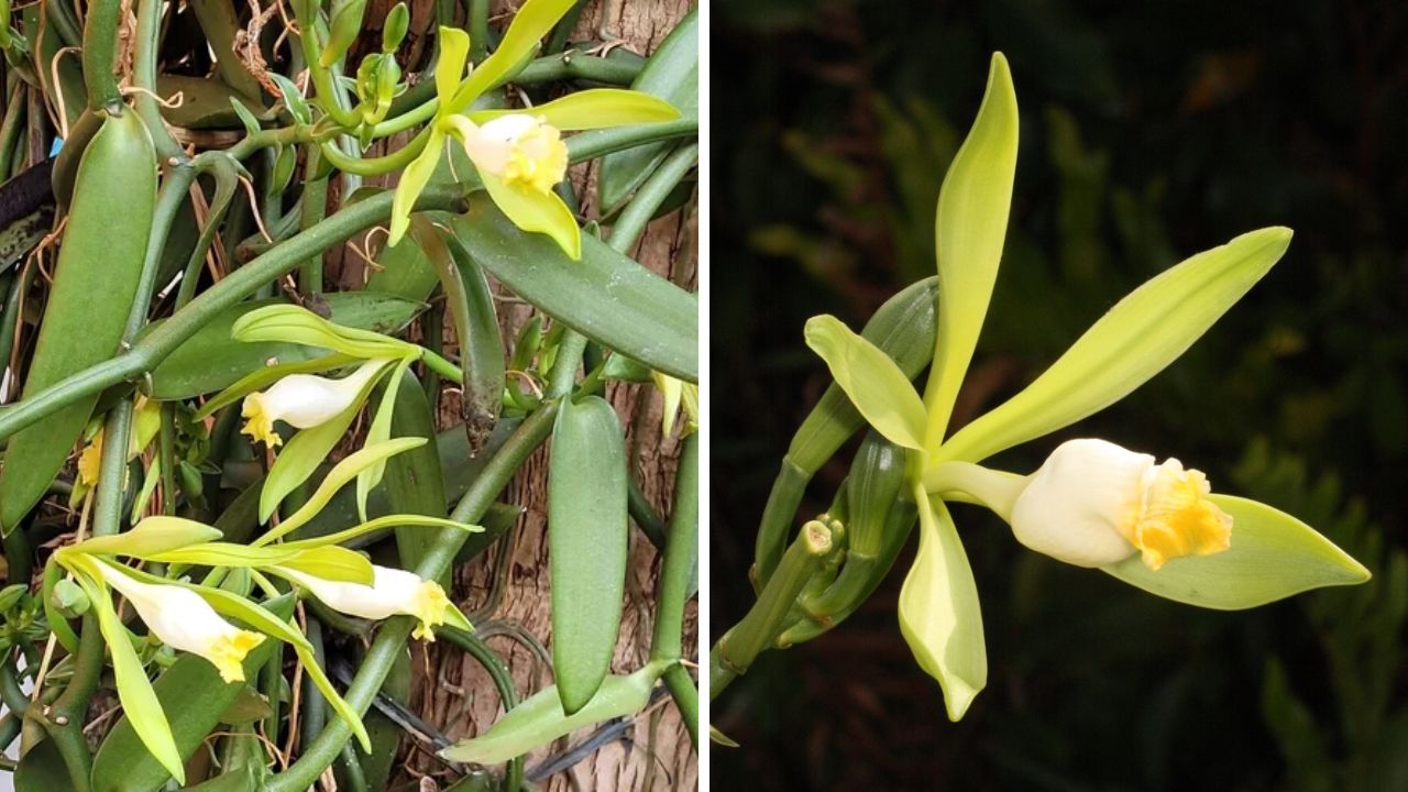 orquídea Vanilla Bahiana