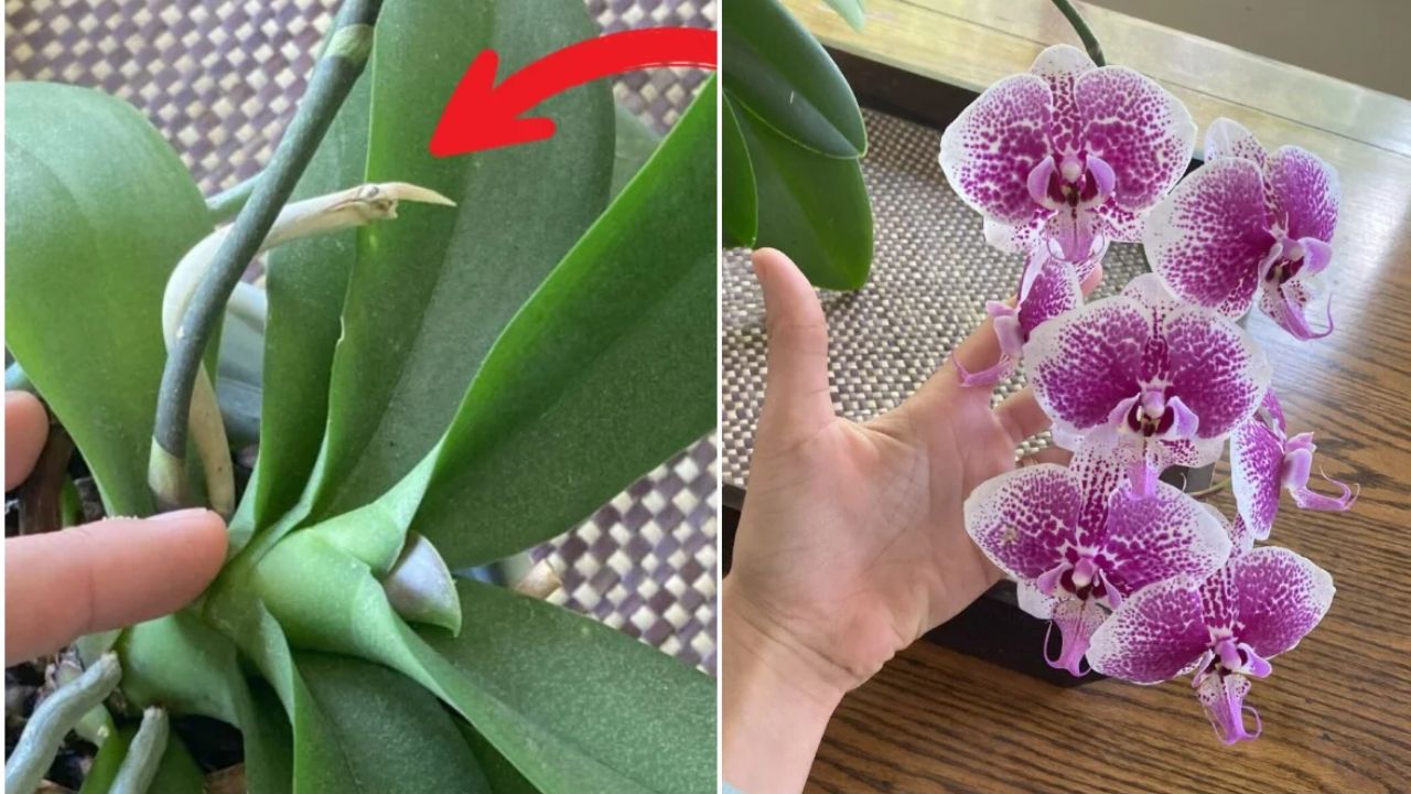 orquídea pós floração e com flores de novo