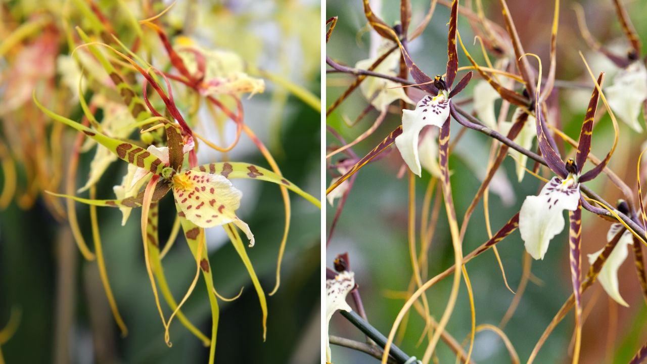 orquídeas Brassia