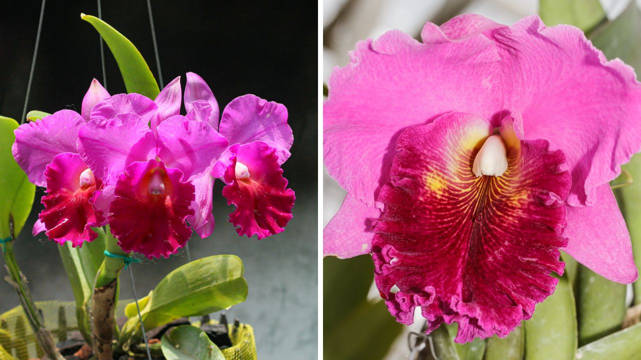 orquídeas Cattleya Labiata