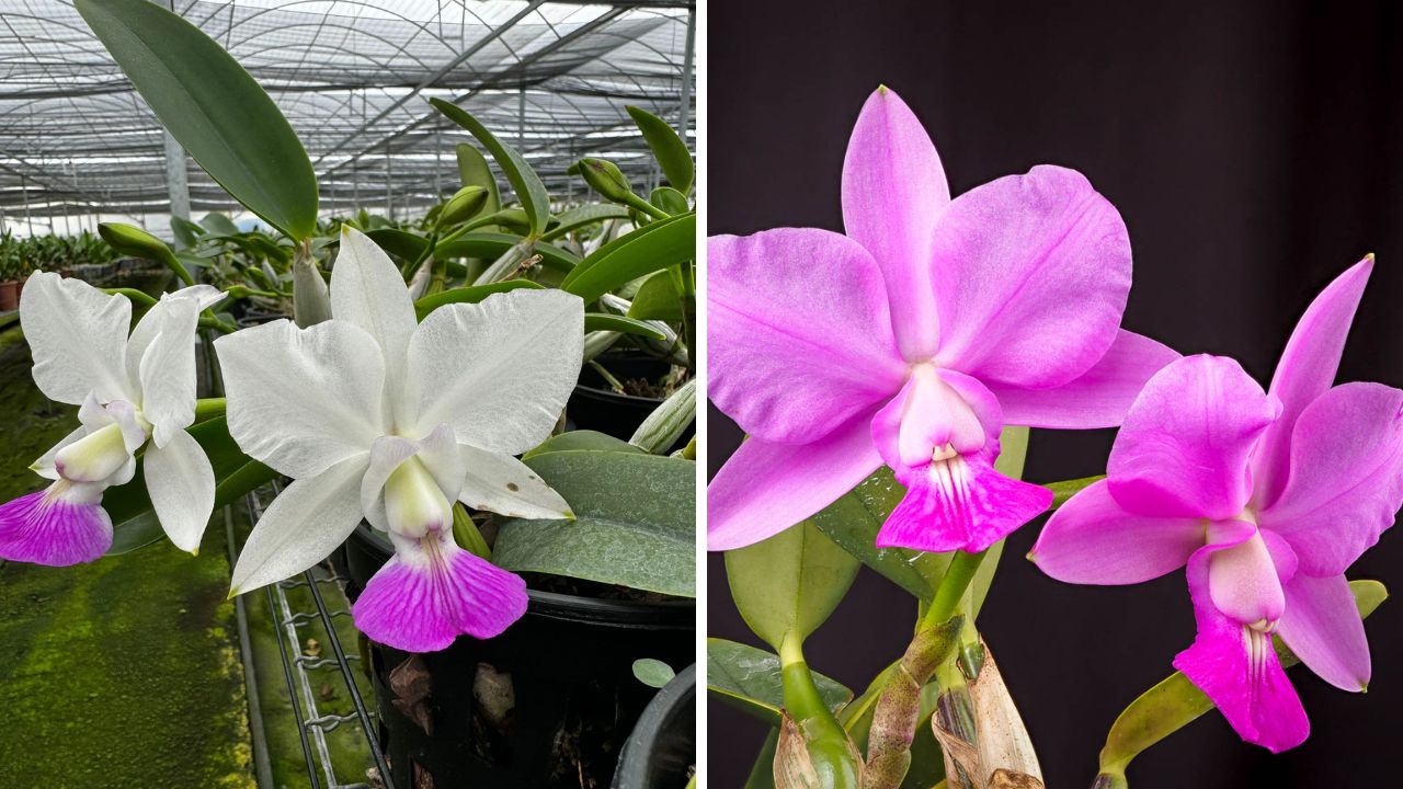 orquídeas Cattleya Walkeriana