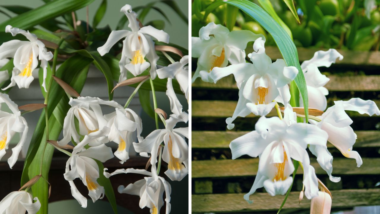 orquídeas Coelogyne Cristata