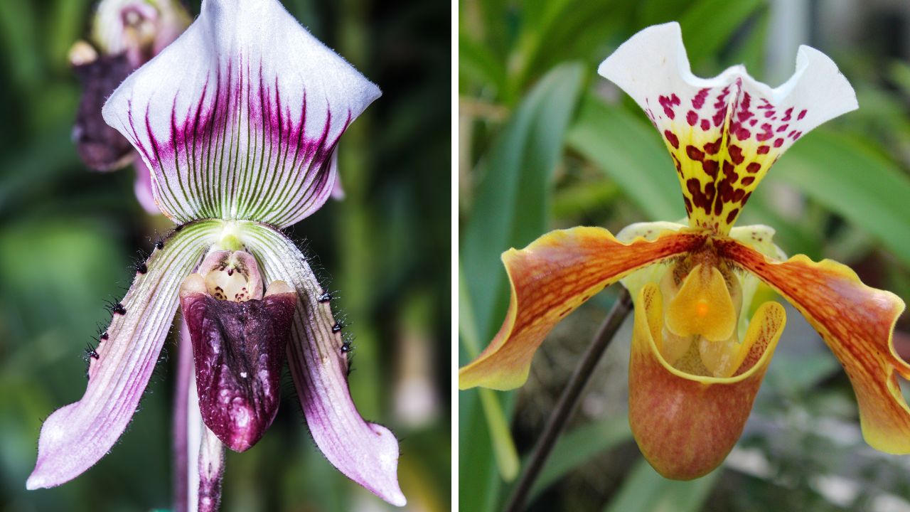 orquídeas Paphiopedilum