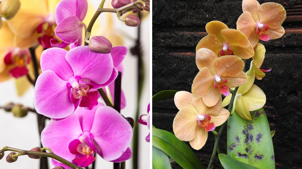 orquídeas Phalaenopsis