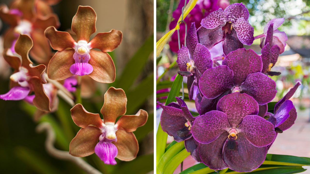 orquídeas Vanda