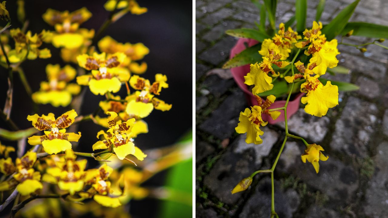 orquídeas oncidium