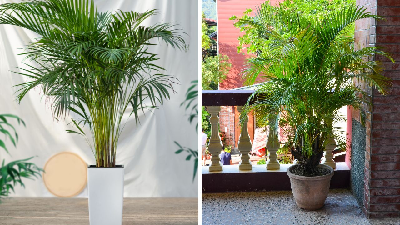 palmeira areca-bambu em ambientes internos