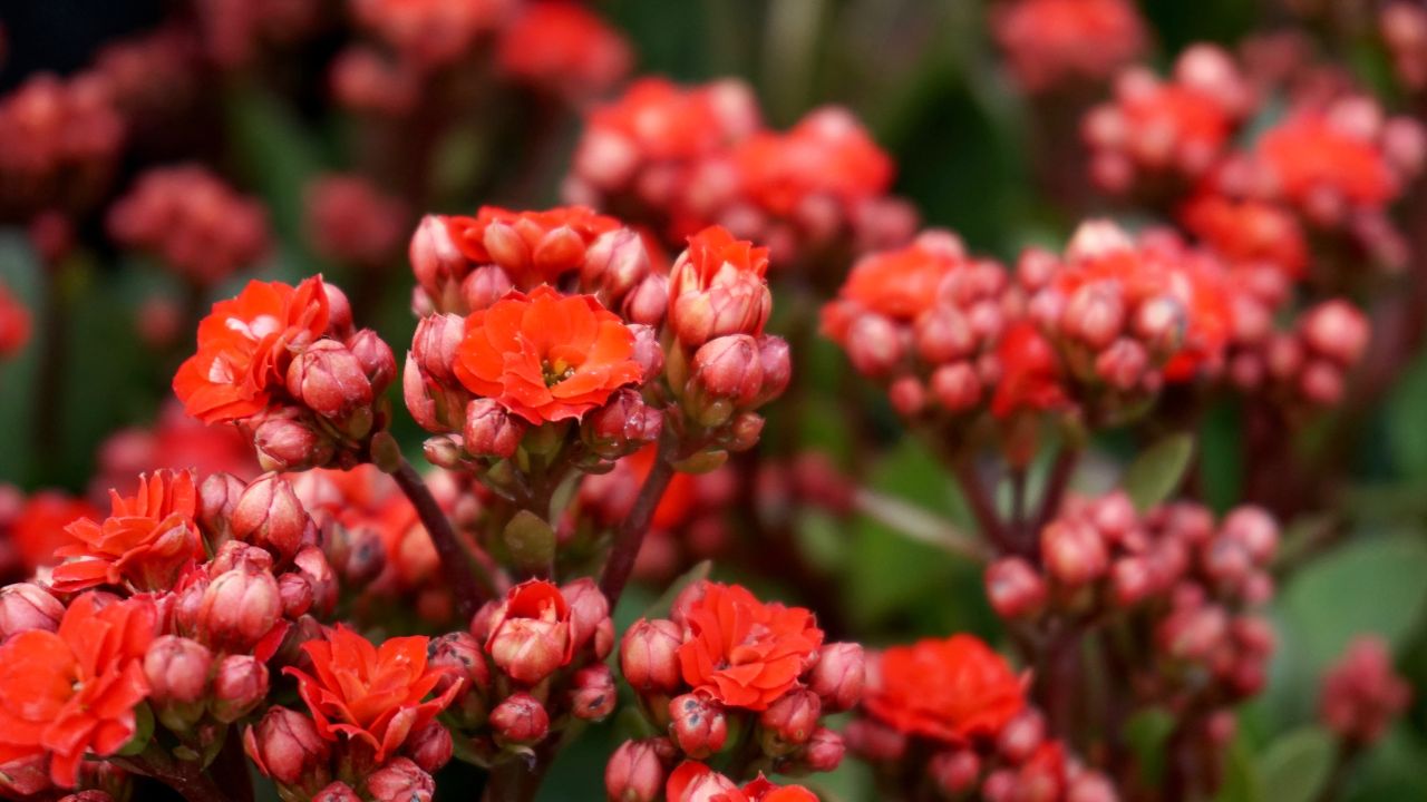 planta Kalanchoe vermelha