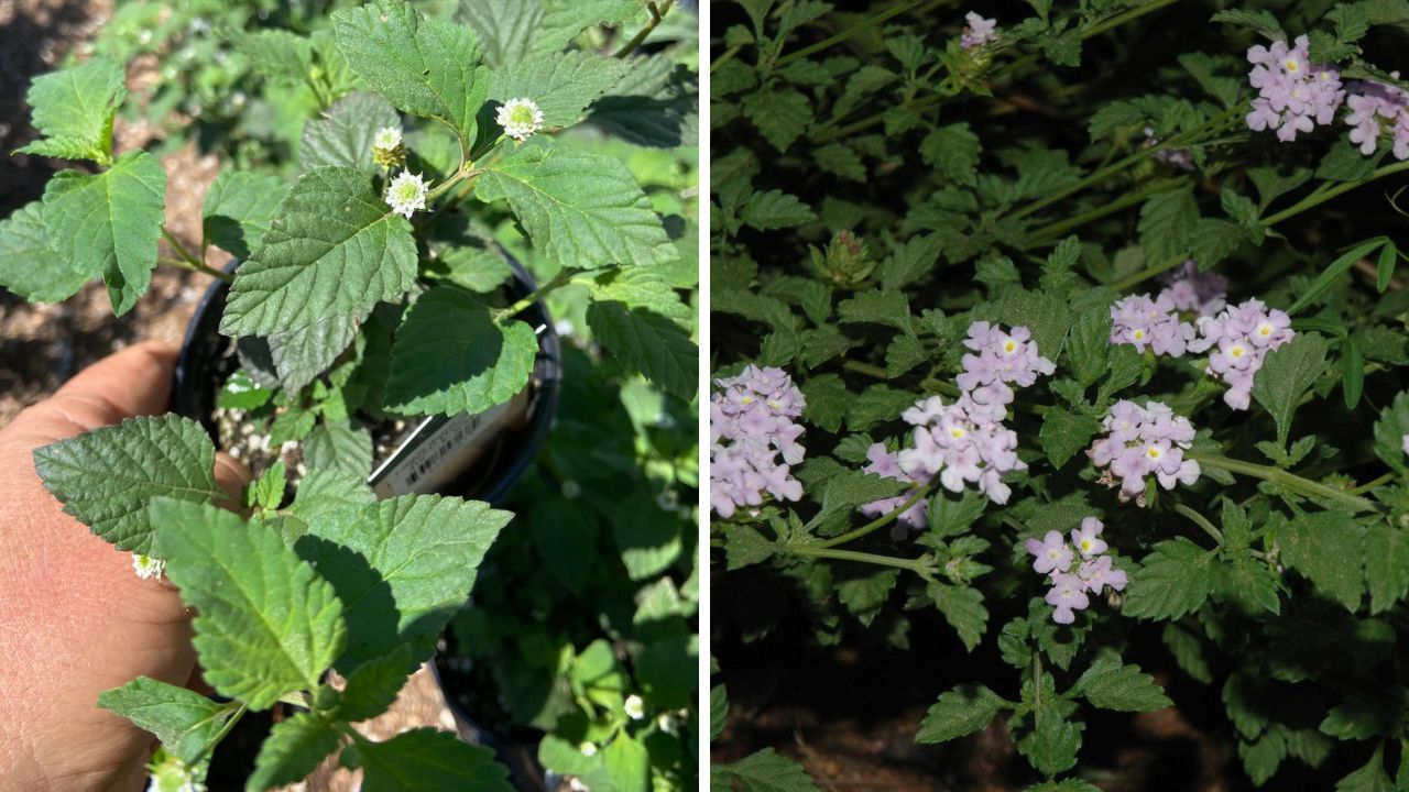 planta Lippia gracilis