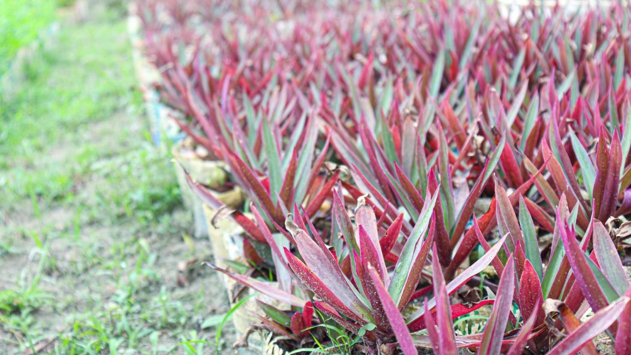 planta abacaxi-roxo