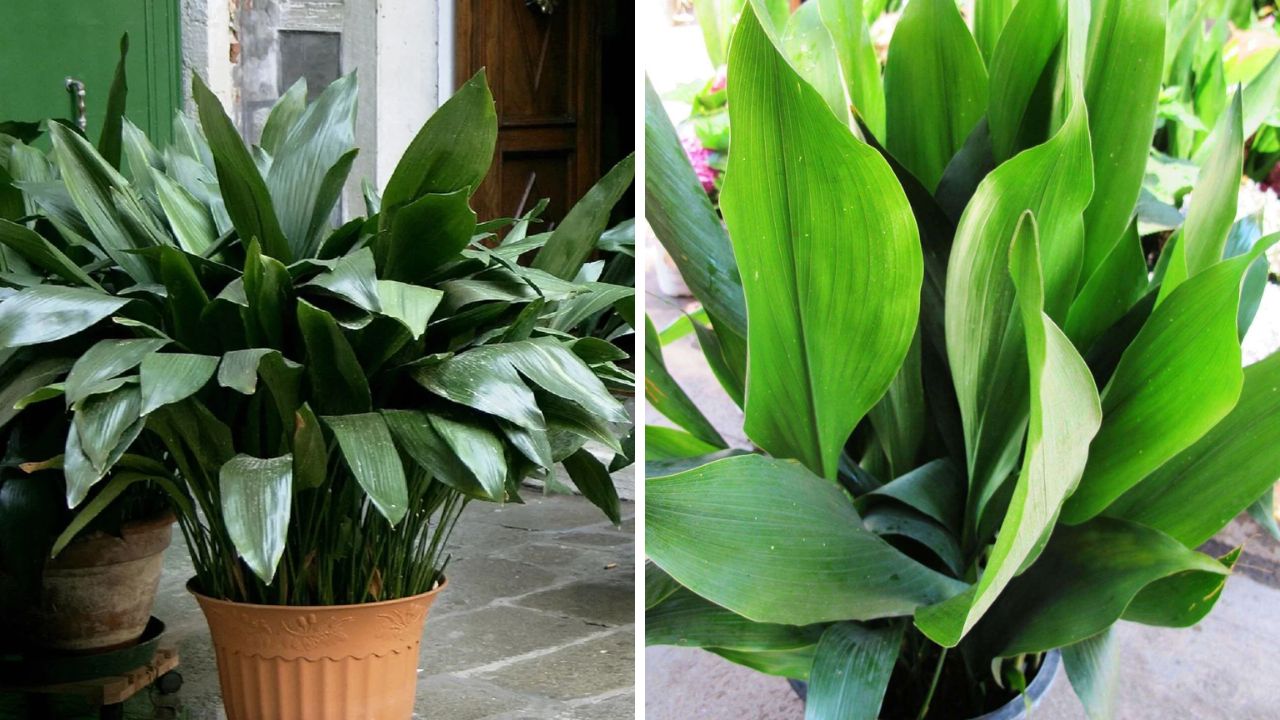 planta aspidistra