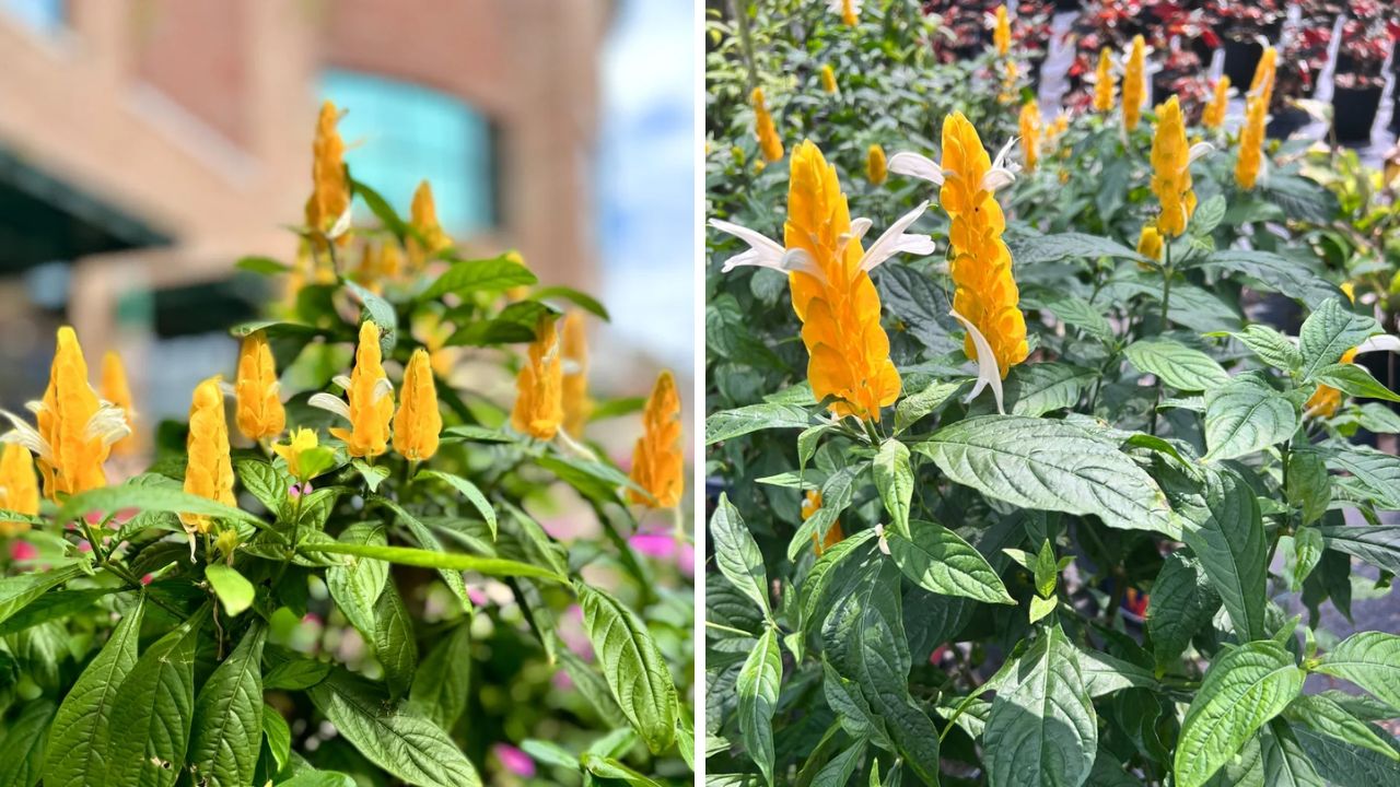 planta camarão-amarelo em área externa