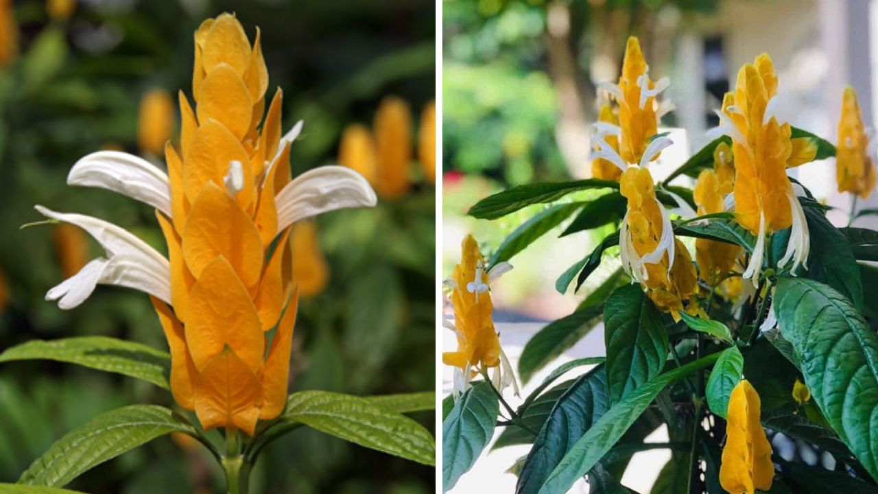 planta camarão-amarelo