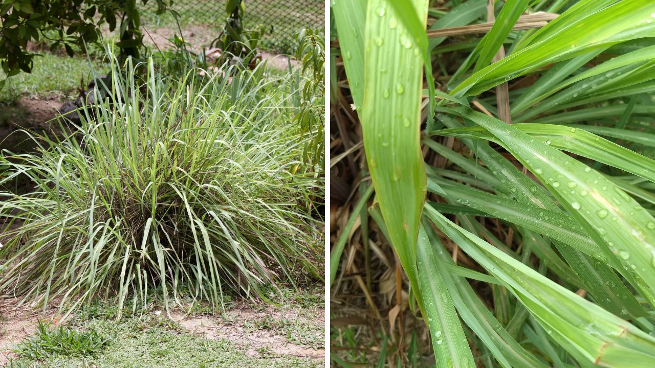 planta citronela