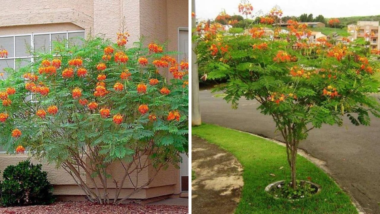 planta flamboyant mirim