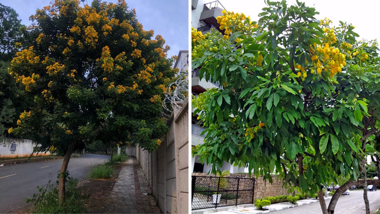 planta pau-fava (Senna macranthera)