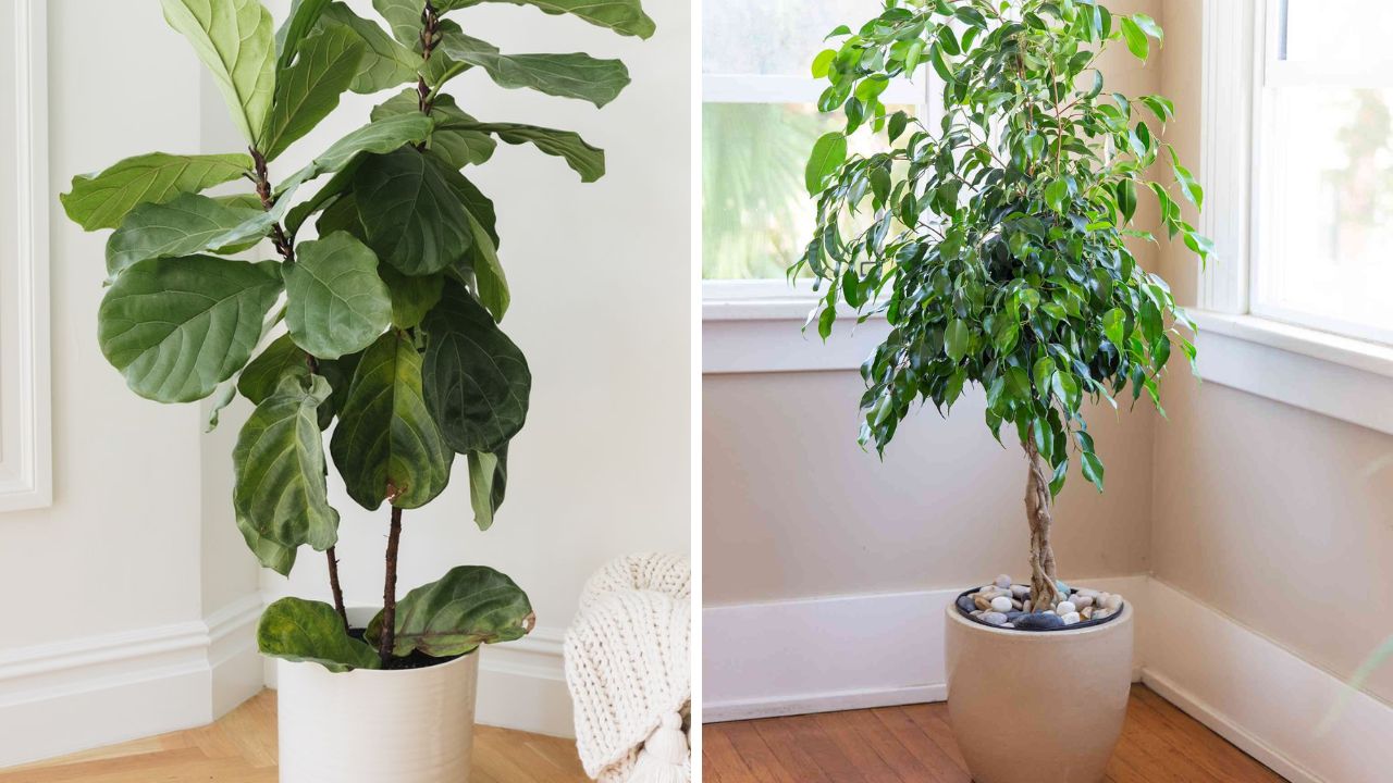 plantas ficus