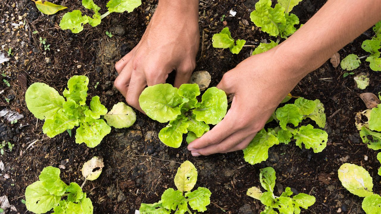 plantio de vegetal em horta