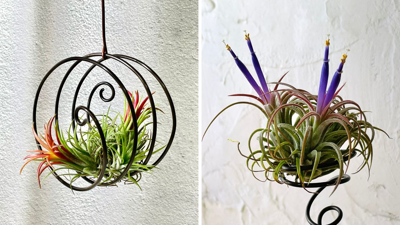 tillandsia