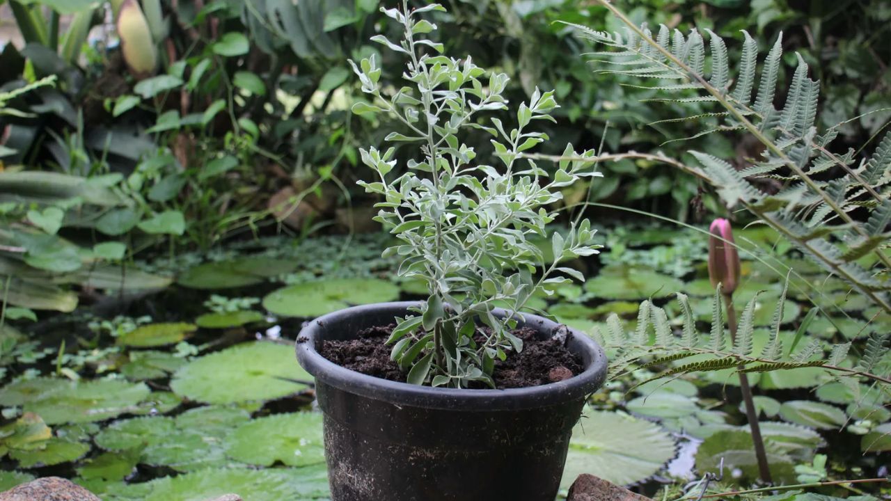 vaso com muda pequena de chuva de prata