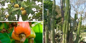 5 plantas mais comuns nos quintais de quem mora no nordeste brasileiro