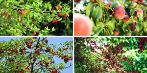 7 árvores frutíferas de raiz pequena para jardim de pequeno porte