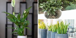 As 7 melhores plantas para casa, segundo especialistas em jardinagem