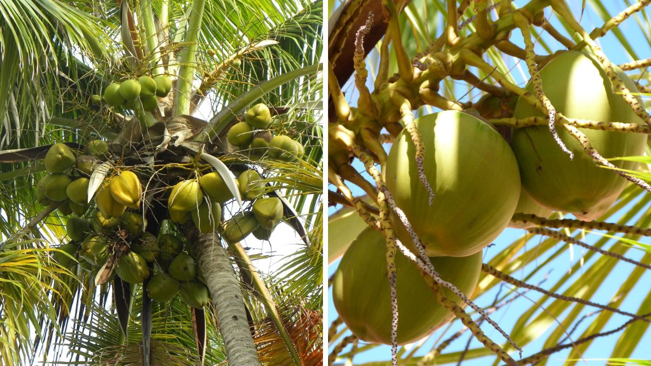 Cocos nucifera