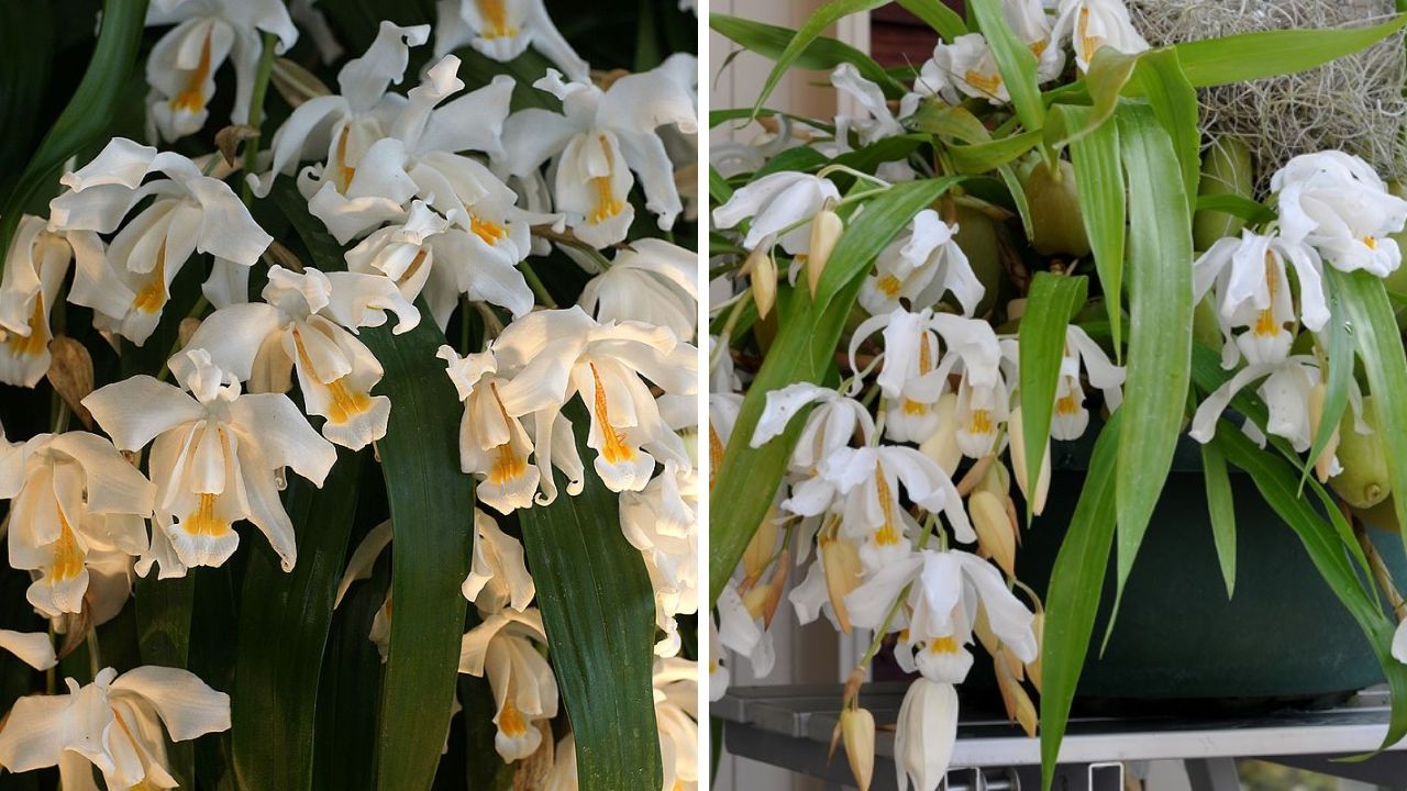 Coelogyne cristata