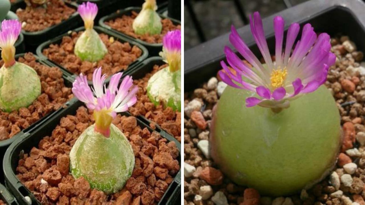 Conophytum Burgeri