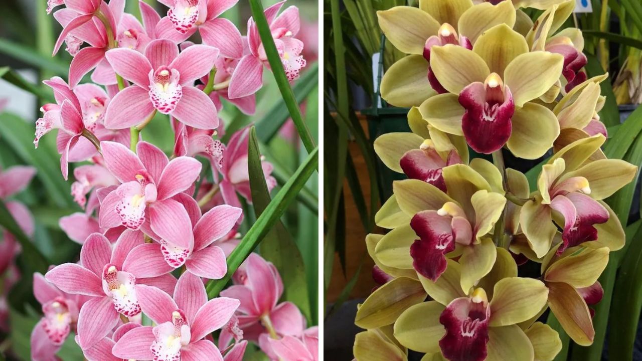 Cymbidium