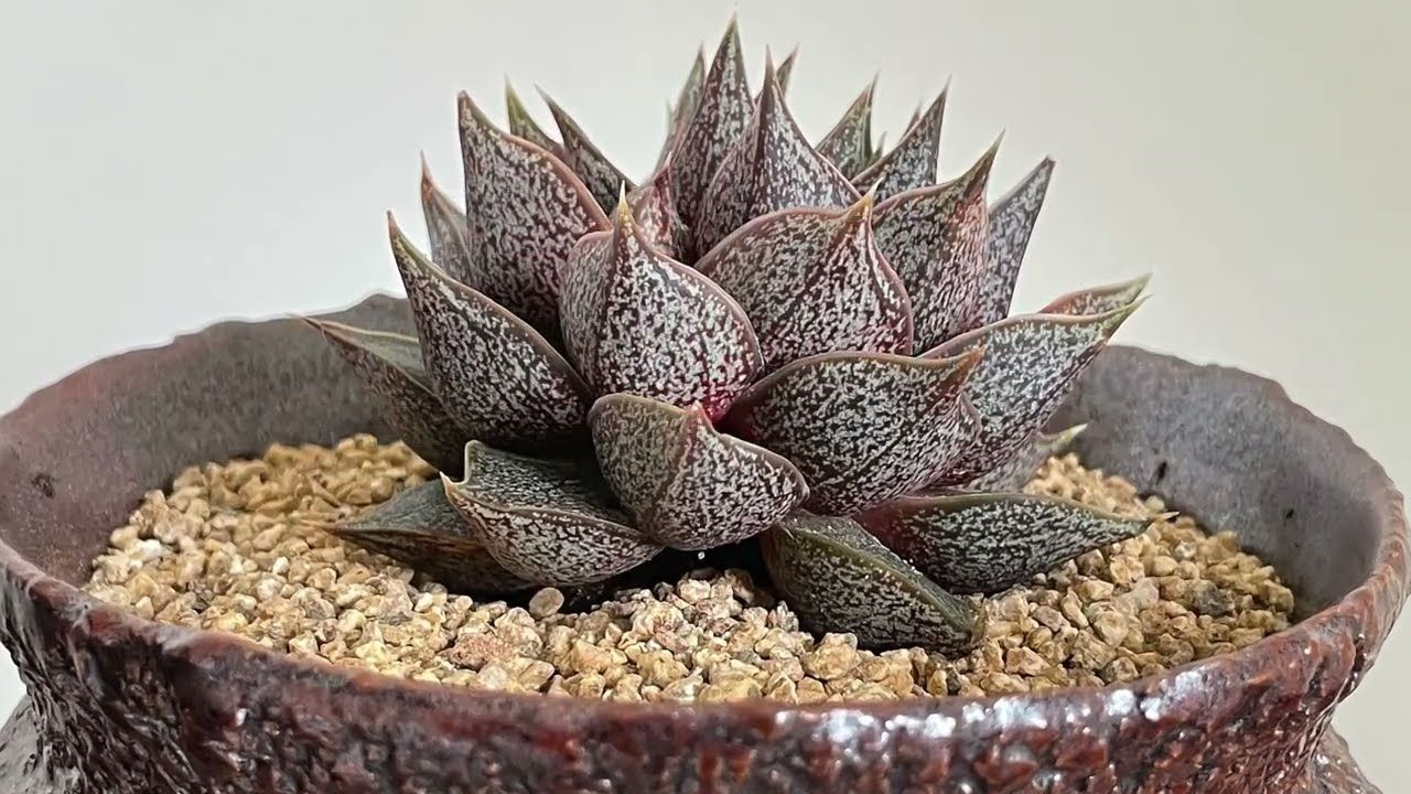 Echeveria Purpusorum