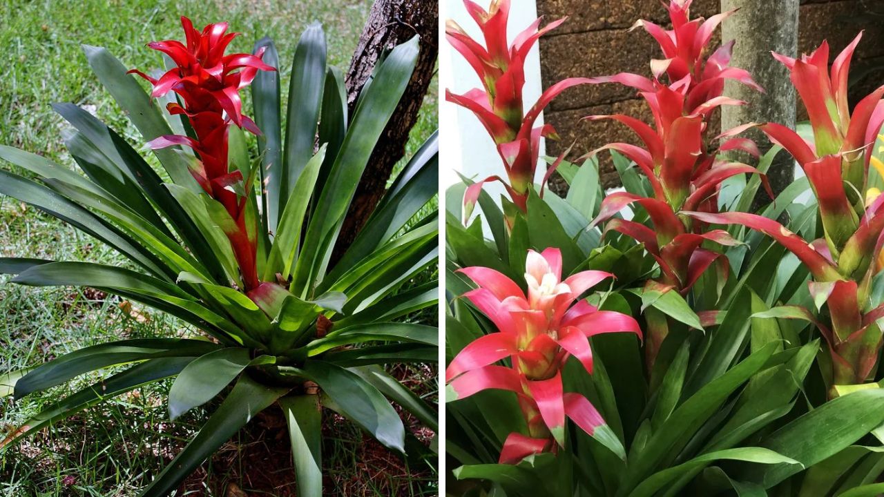 Guzmania lingulata