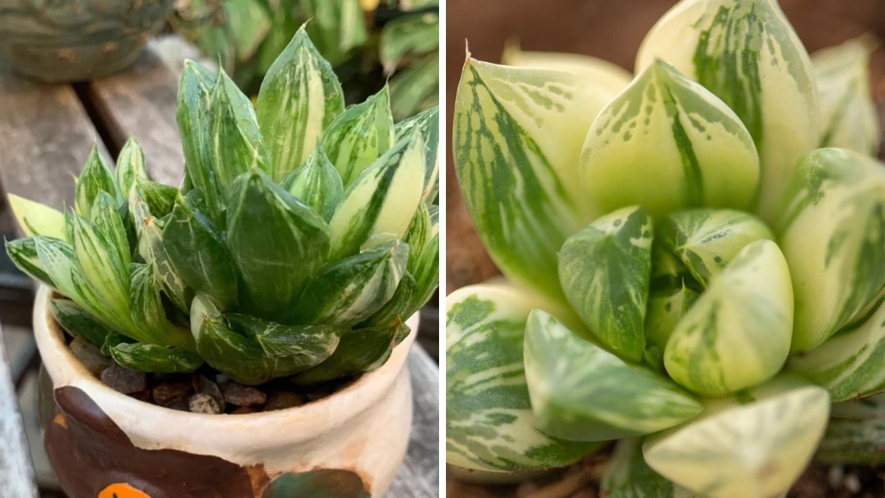 Haworthia Cuspidata Variegata