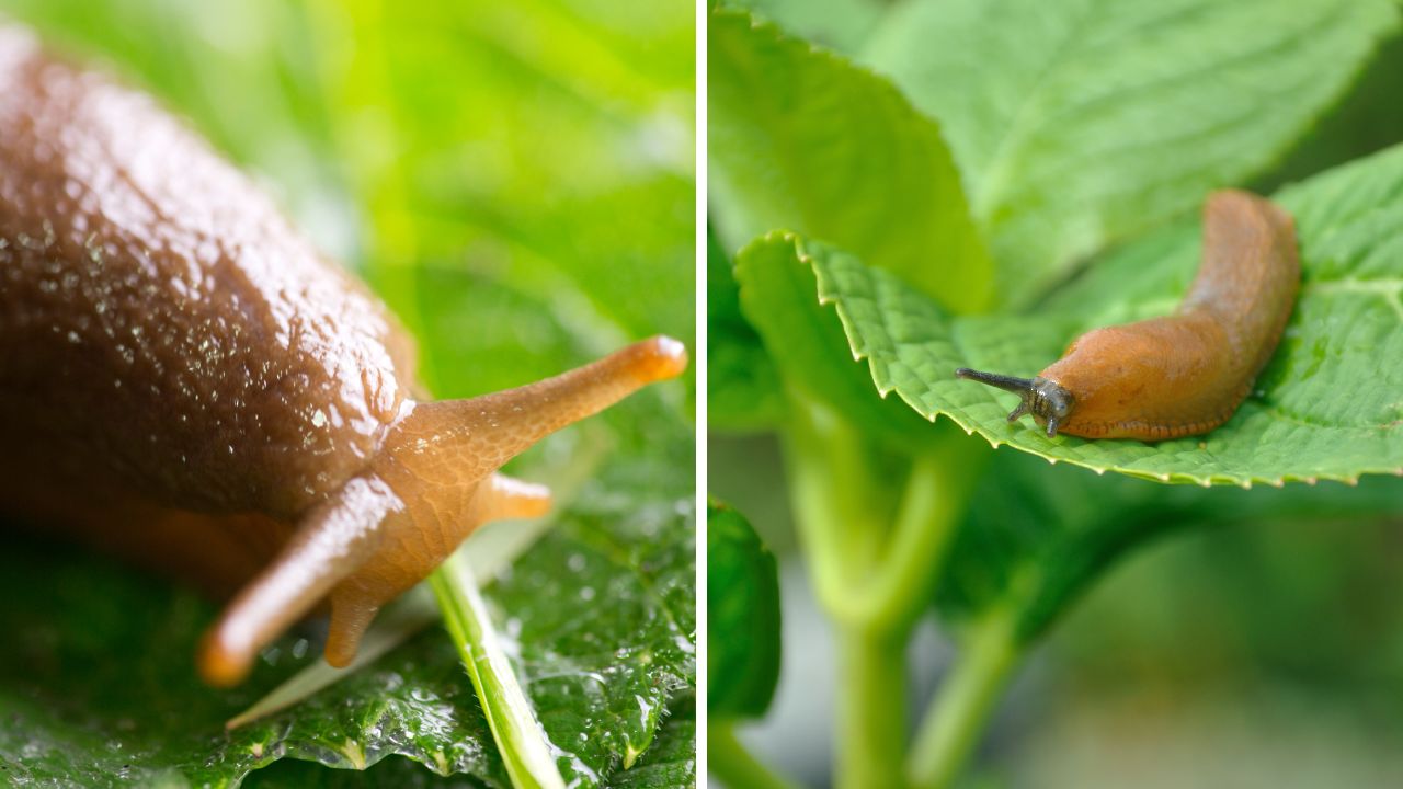 Lesmas na horta: método natural elimina pragas sem usar veneno