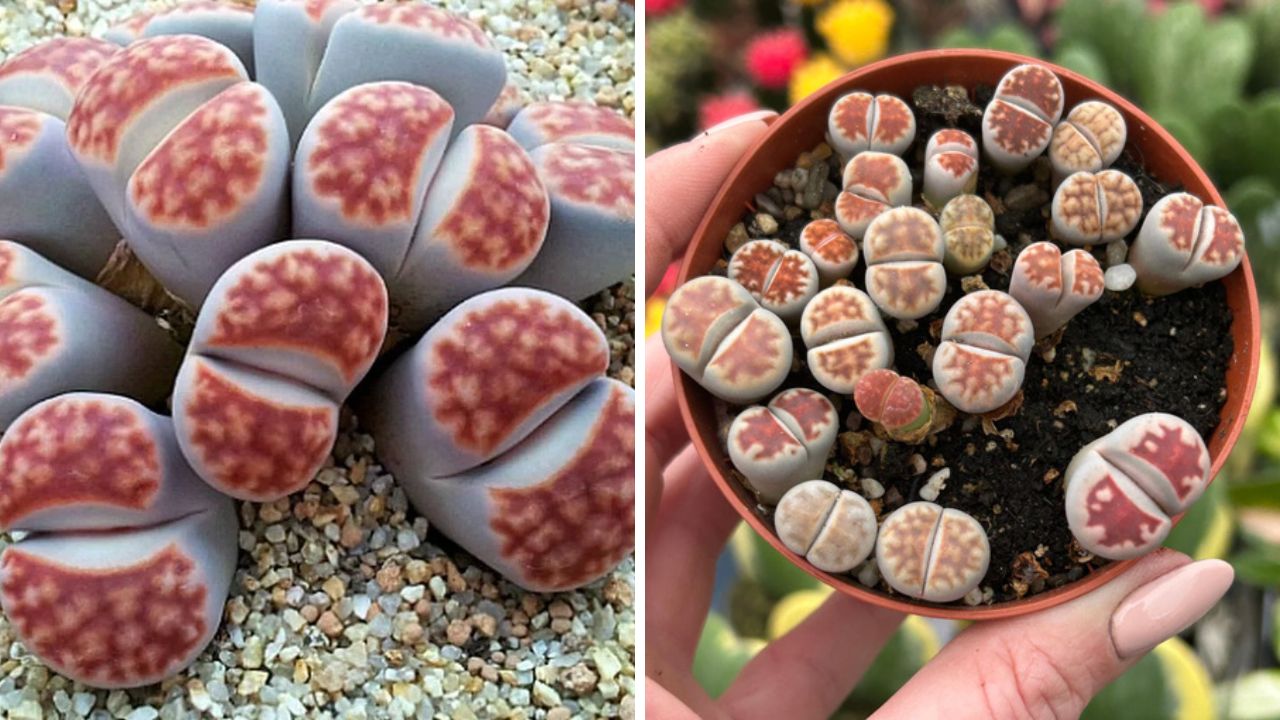 Lithops Karasmontana Top Red