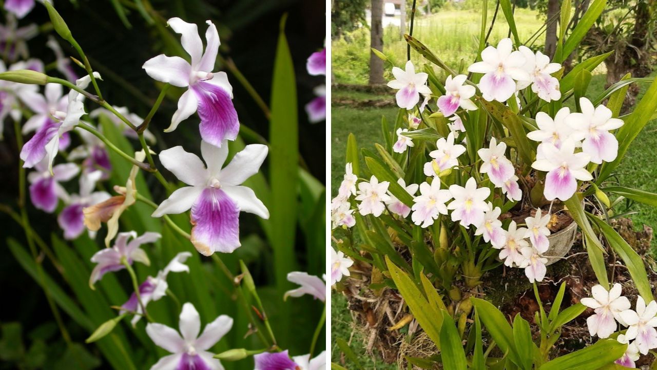 Miltonia regnellii