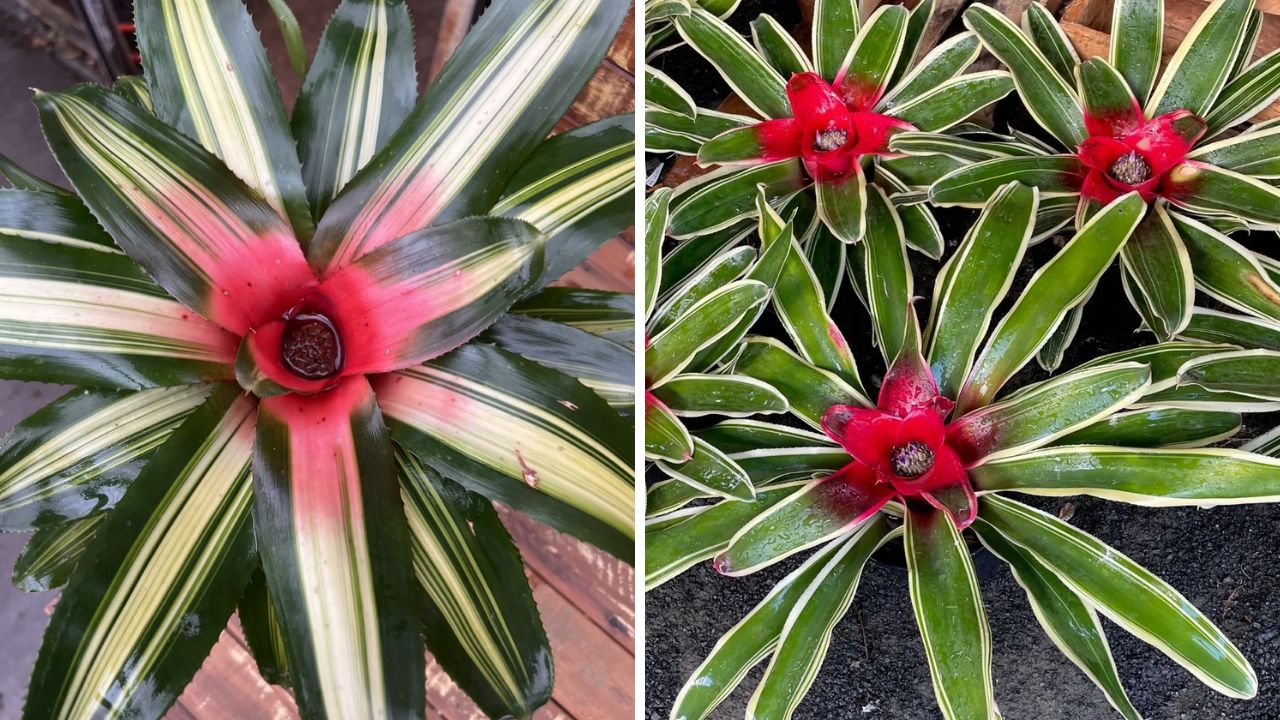 Neoregelia carolinae