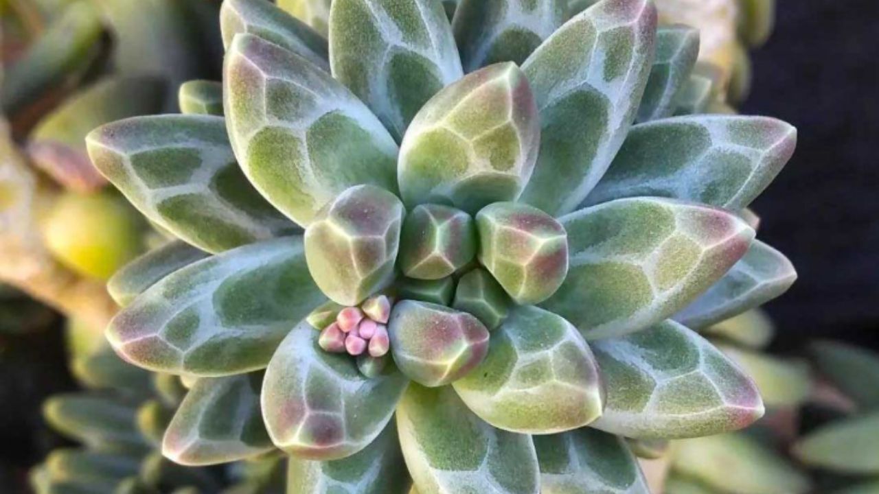 Pachyphytum Compactum