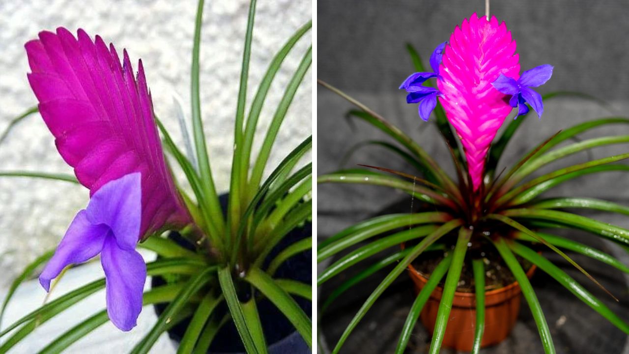 Tillandsia cyanea