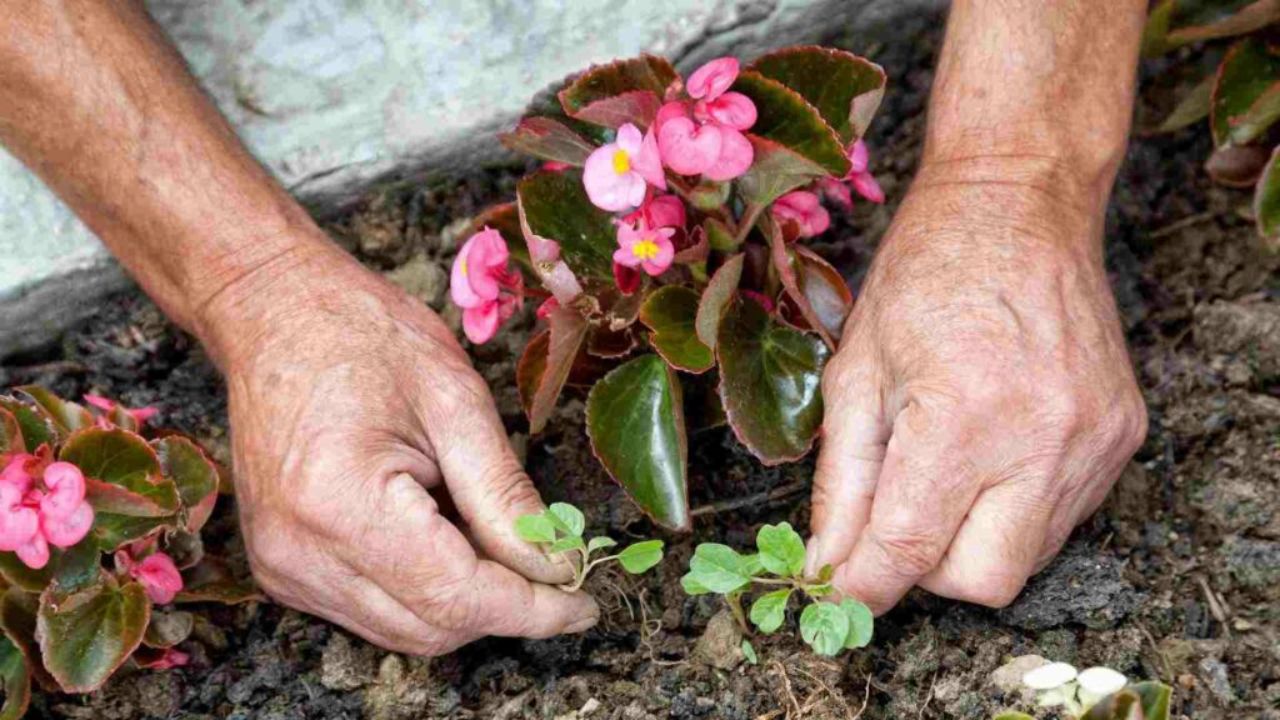 Você não vai acreditar! Esses métodos naturais eliminam mato sem veneno