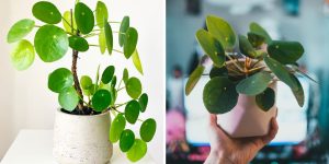 como cultivar Pilea peperomioides