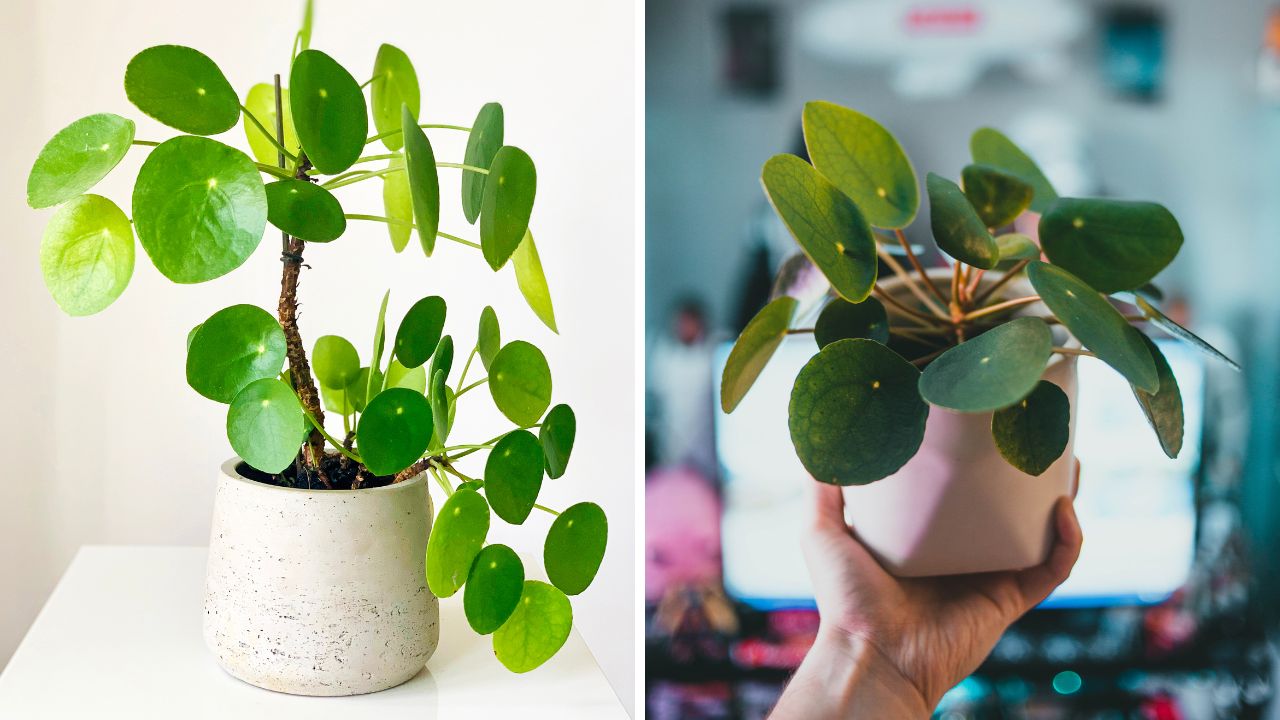 como cultivar Pilea peperomioides