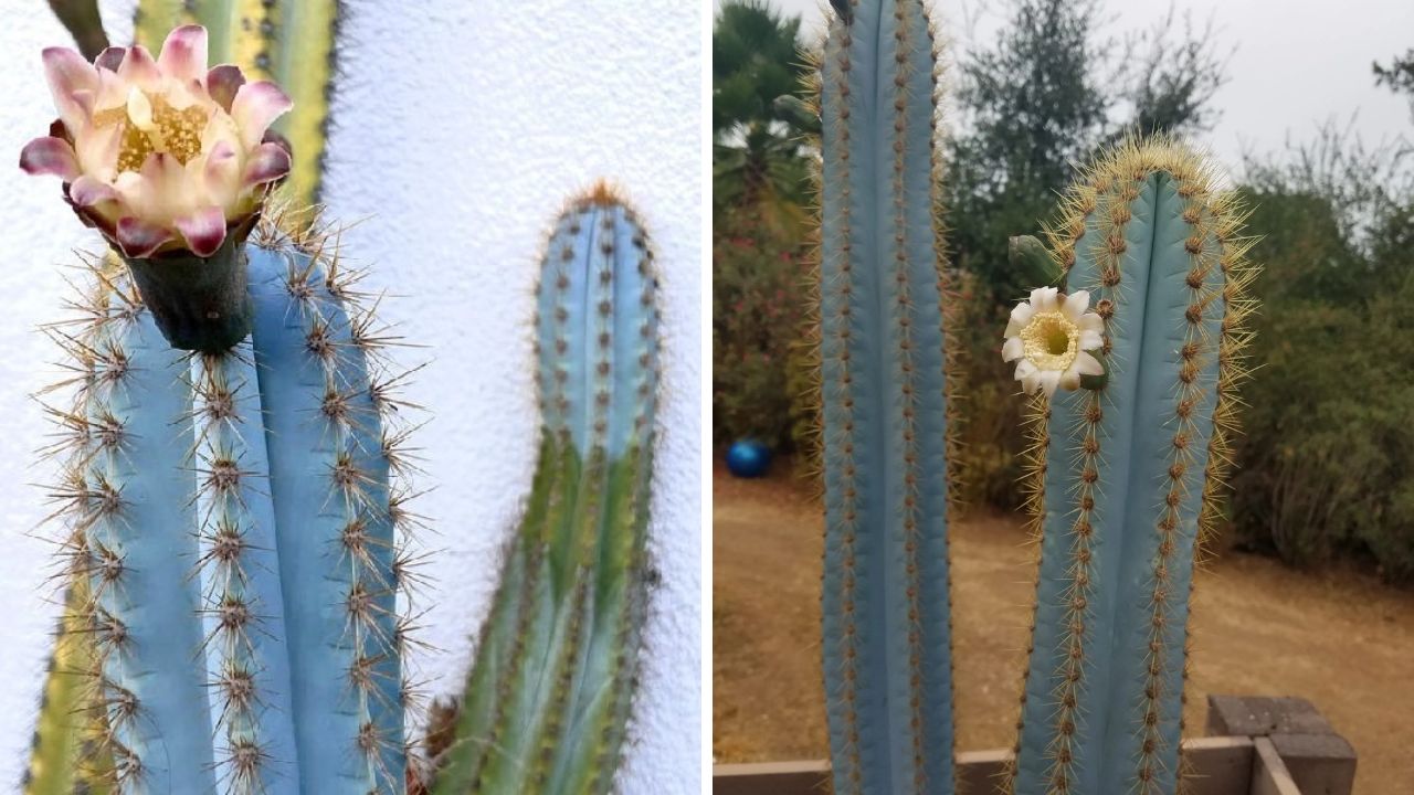 como cultivar cacto azul