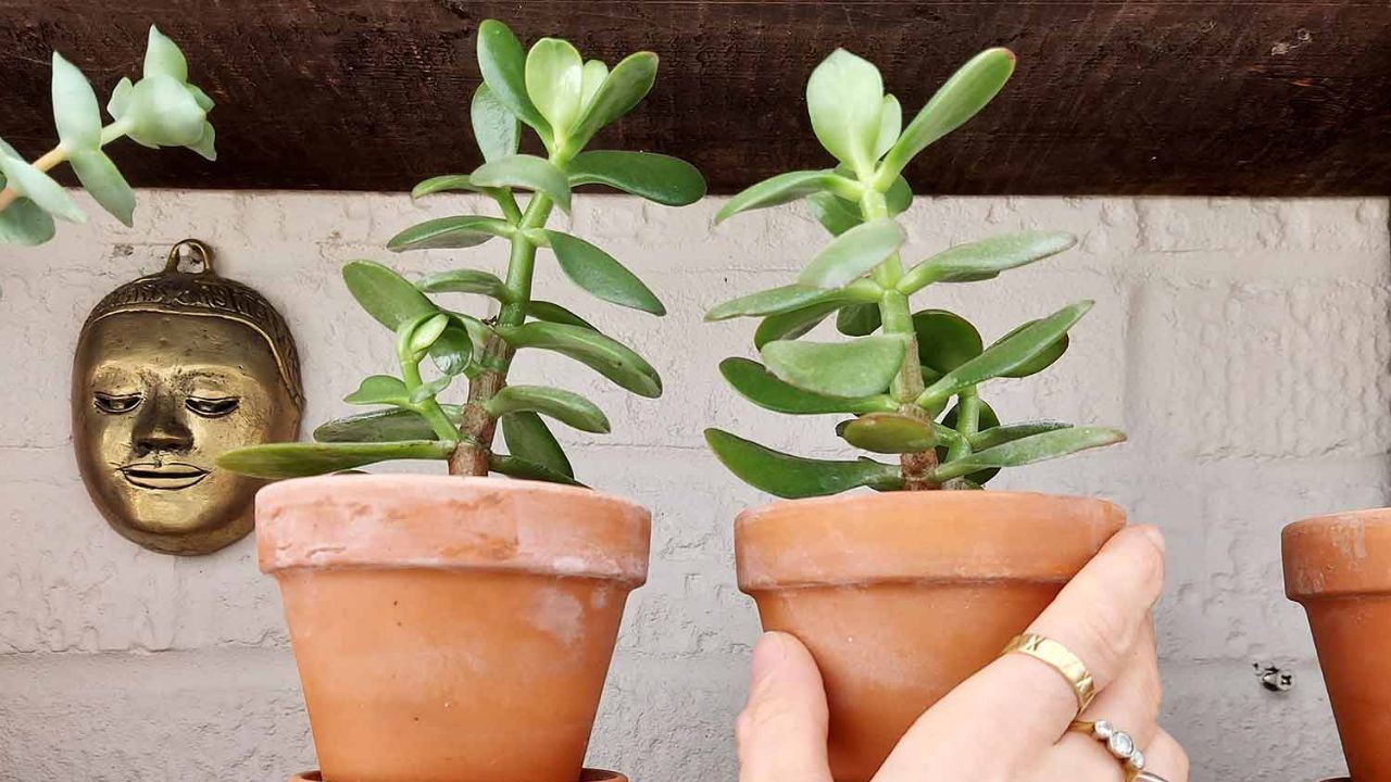 cuidado com planta jade