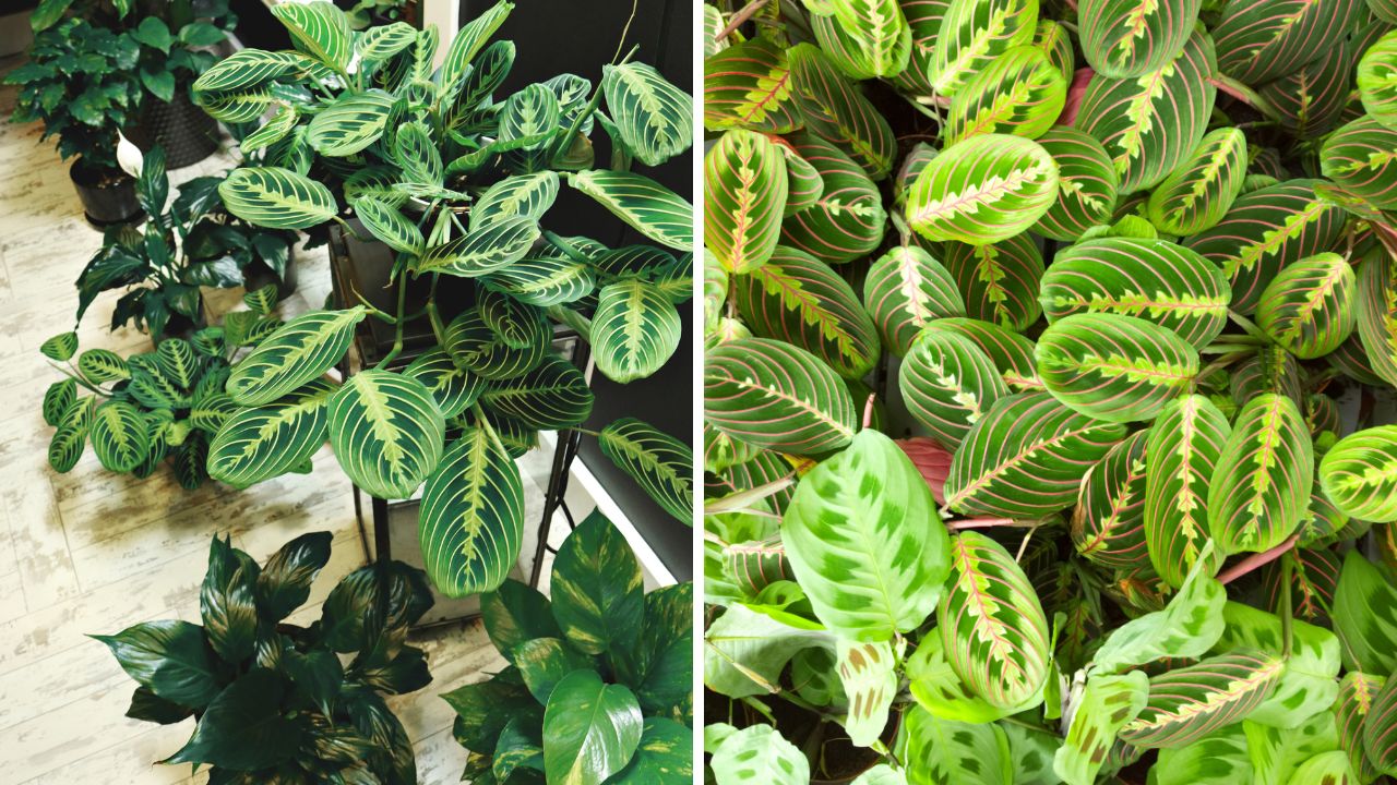 cuidados com planta maranta