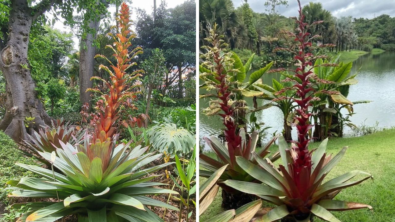 cultivar bromélia imperial