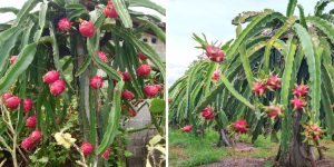 cultivo de pitaya